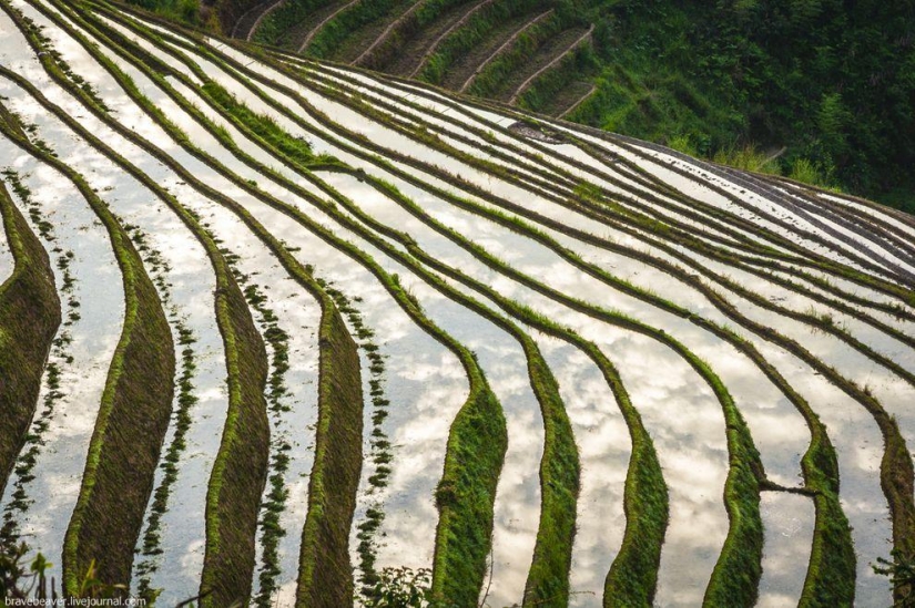 Terrazas de arroz en Longsheng Terrazas de arroz en Longsheng