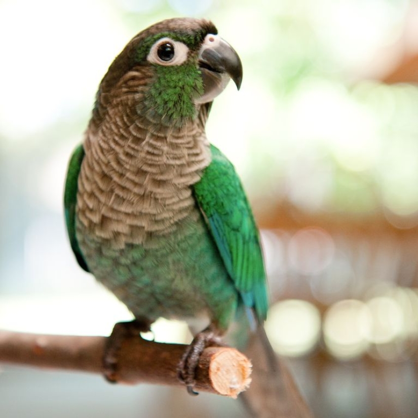 The 10 Best Types of Pet Birds for Beginners The 10 Best Types of Pet Birds for Beginners