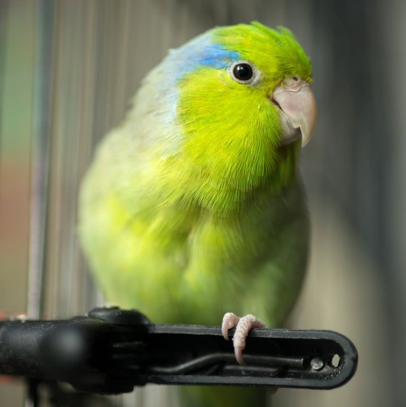 The 10 Best Types of Pet Birds for Beginners The 10 Best Types of Pet Birds for Beginners