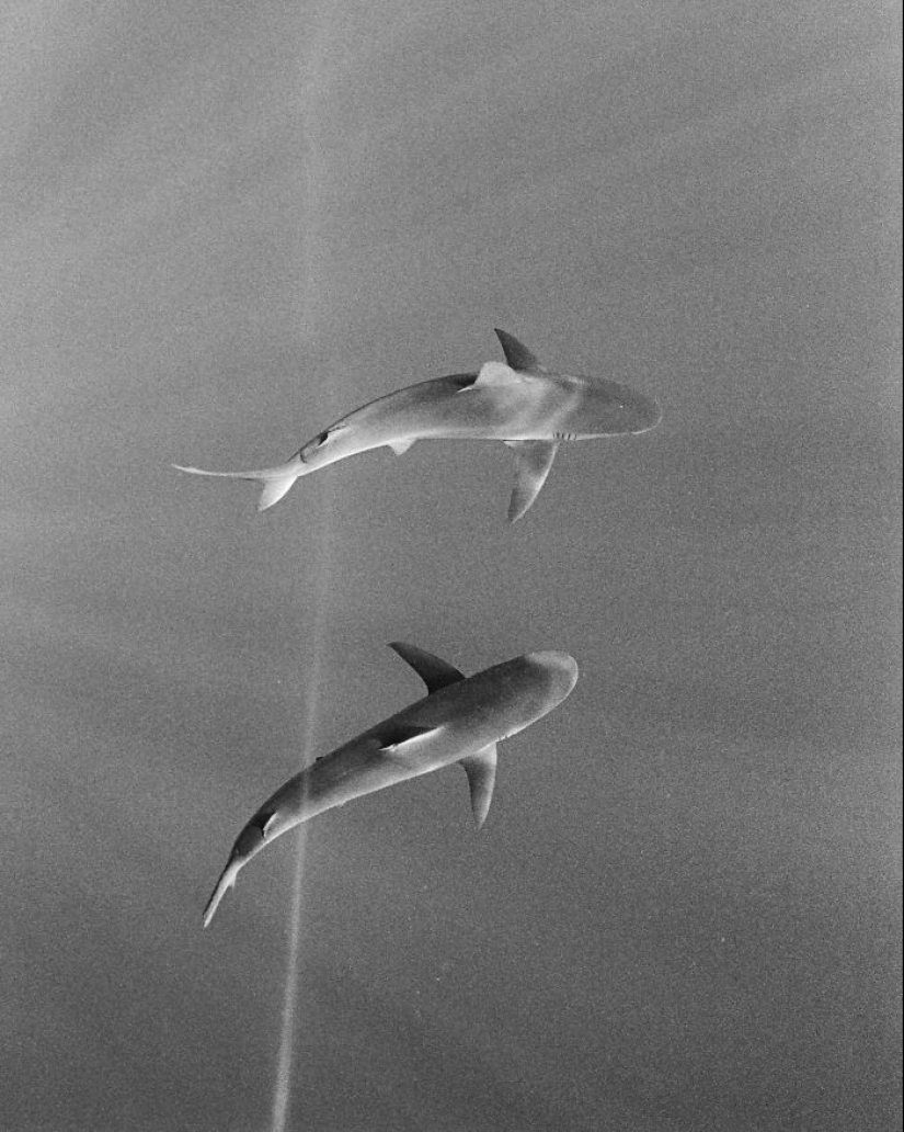 The 12 Best Analog Photos From Around The World That Won The Analog Sparks Awards 2023