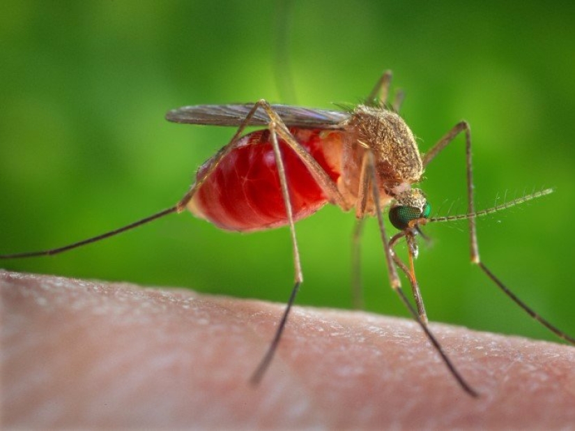 The 15 most dangerous animals in the world The 15 most dangerous animals in the world