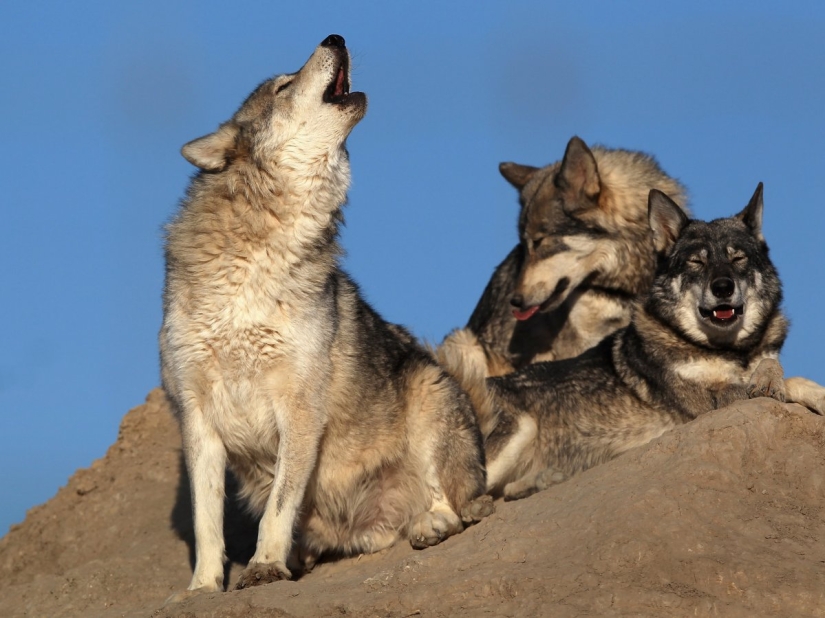 The 15 most dangerous animals in the world The 15 most dangerous animals in the world
