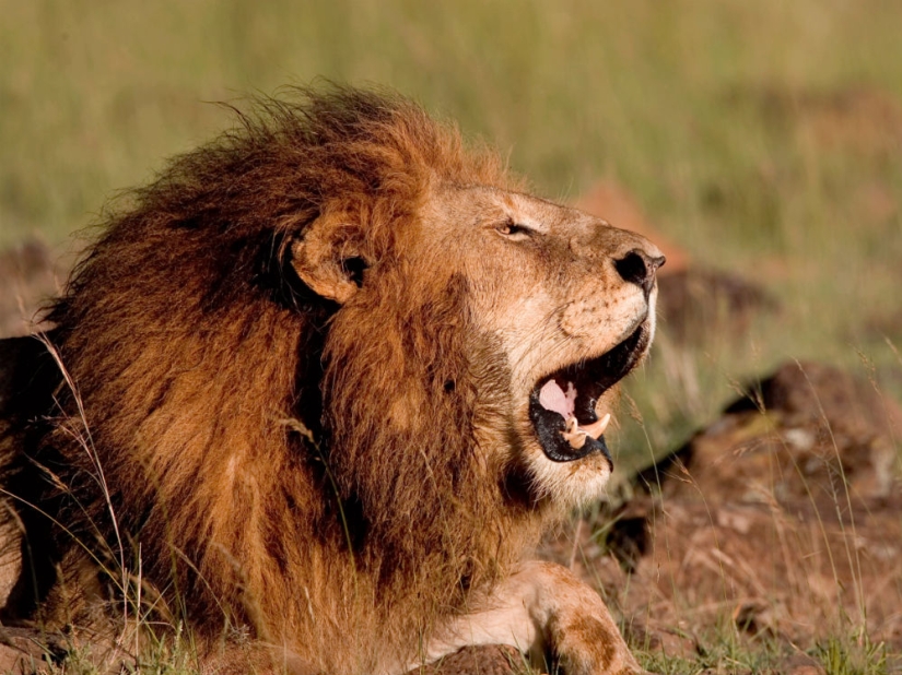 The 15 most dangerous animals in the world The 15 most dangerous animals in the world