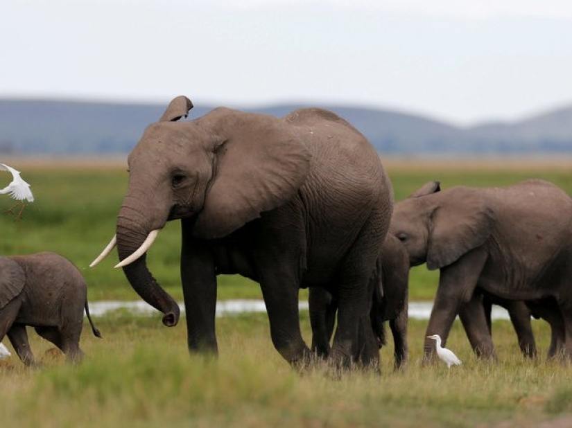 The 15 most dangerous animals in the world The 15 most dangerous animals in the world