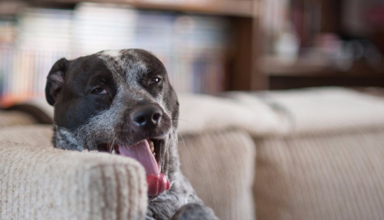 The 15 most dangerous animals in the world The 15 most dangerous animals in the world