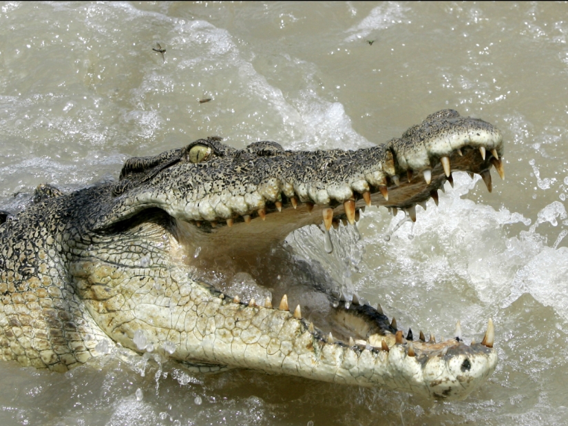 The 15 most dangerous animals in the world The 15 most dangerous animals in the world