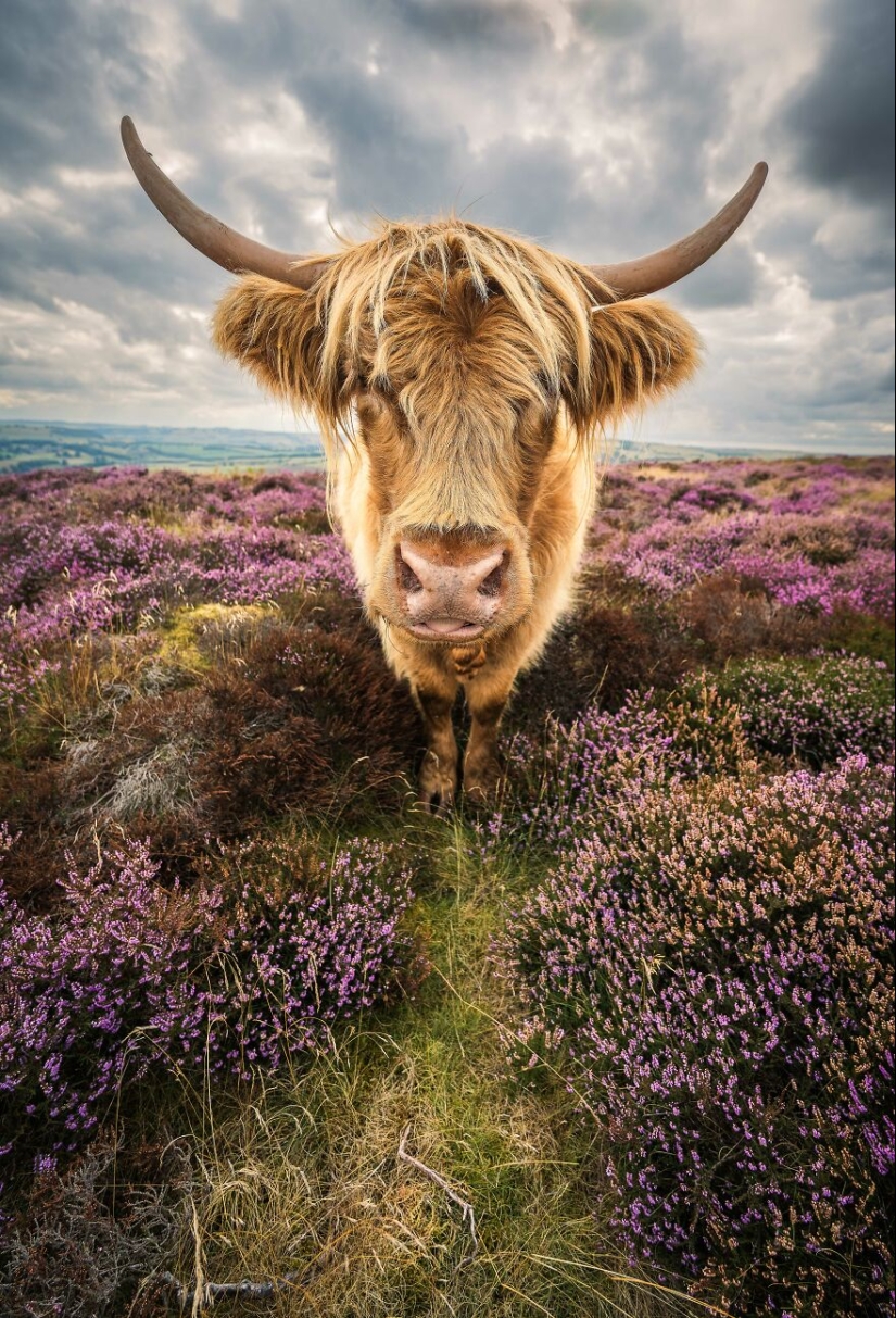 The 2023 International Photography Awards Has Revealed The Winning Nature Images The 2023 International Photography Awards Has Revealed The Winning Nature Images