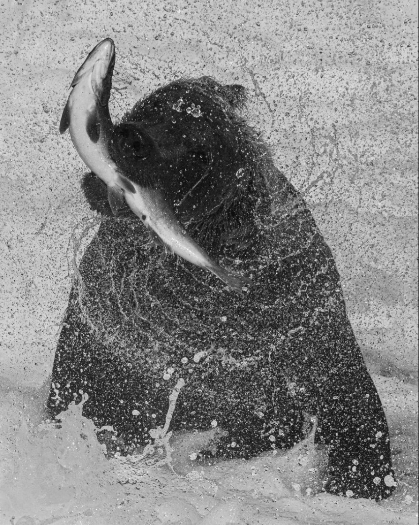The 2023 International Photography Awards Has Revealed The Winning Nature Images The 2023 International Photography Awards Has Revealed The Winning Nature Images
