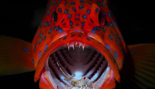 The 2023 International Photography Awards Has Revealed The Winning Nature Images