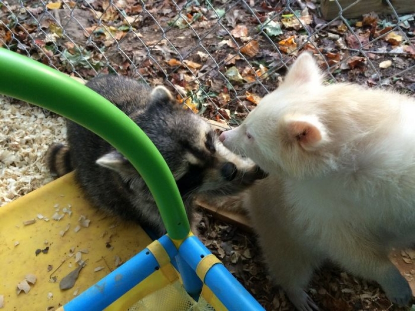 The "aggressive" albino raccoon just can't stop hugging her savior The "aggressive" albino raccoon just can't stop hugging her savior