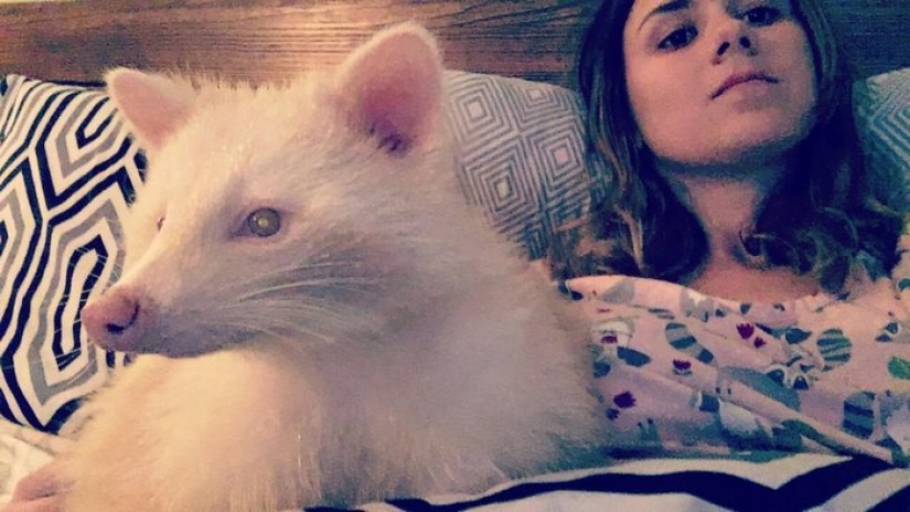 The "aggressive" albino raccoon just can't stop hugging her savior The "aggressive" albino raccoon just can't stop hugging her savior