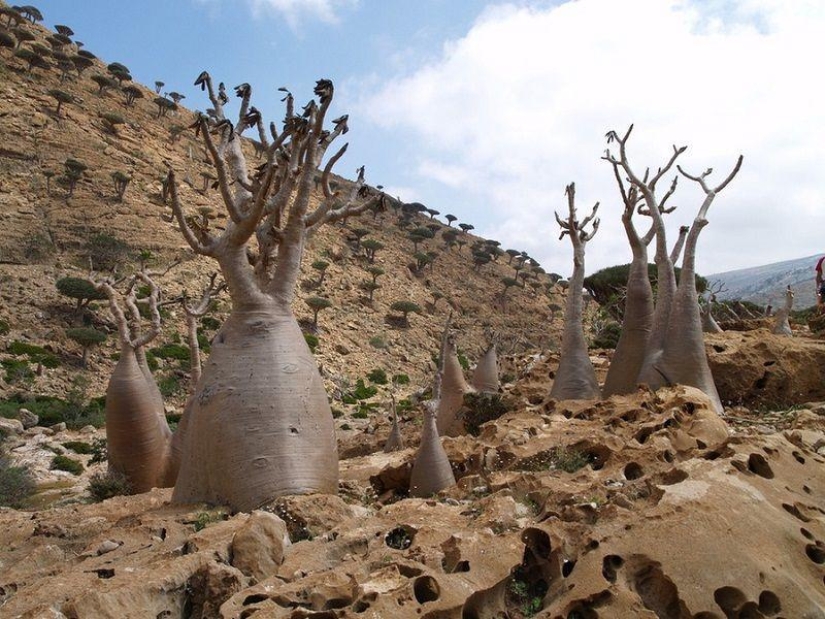 The amazing island of Socotra The amazing island of Socotra