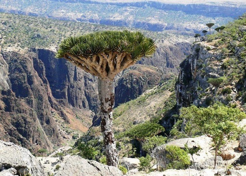 The amazing island of Socotra The amazing island of Socotra