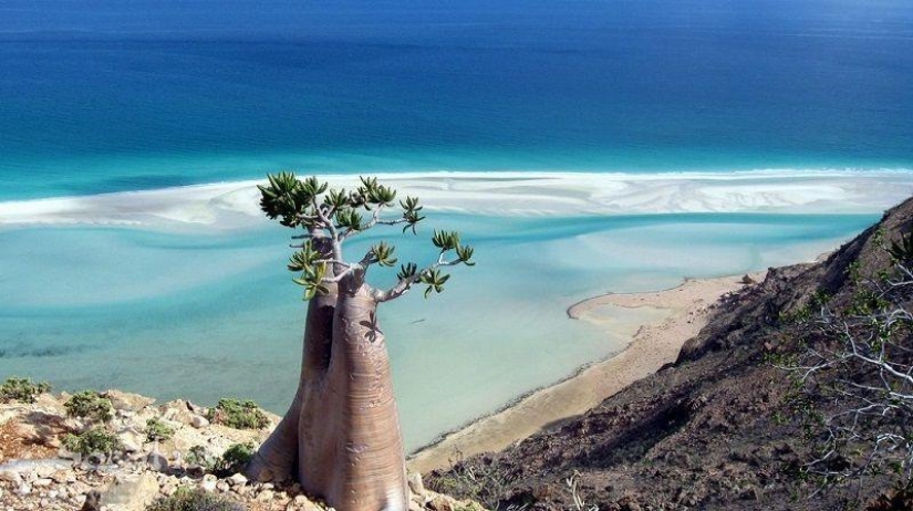 The amazing island of Socotra The amazing island of Socotra