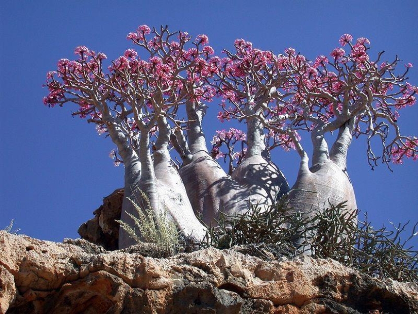 The amazing island of Socotra The amazing island of Socotra