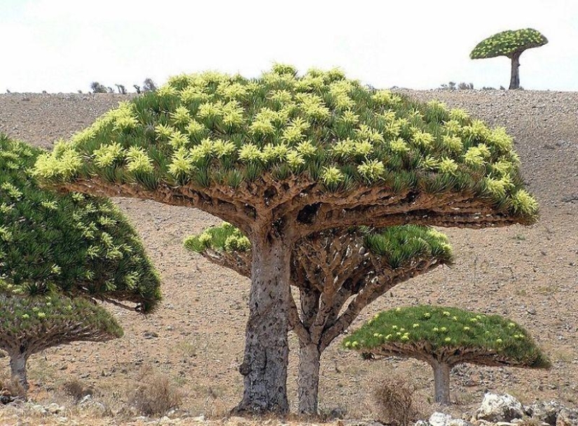The amazing island of Socotra The amazing island of Socotra
