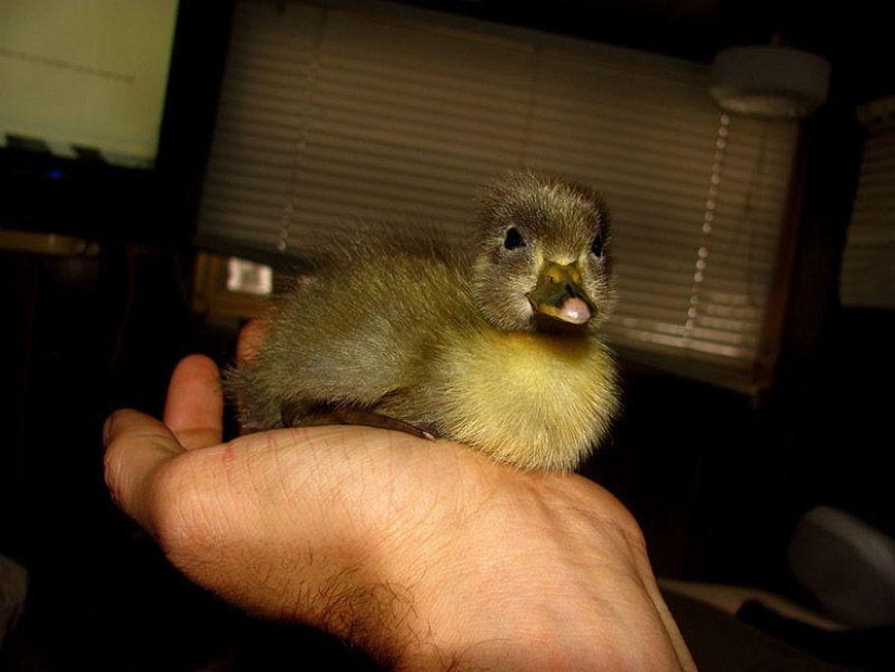 The amazing story of saving a duckling... in a beard The amazing story of saving a duckling... in a beard
