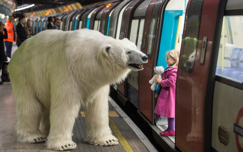 The bear was led through the streets