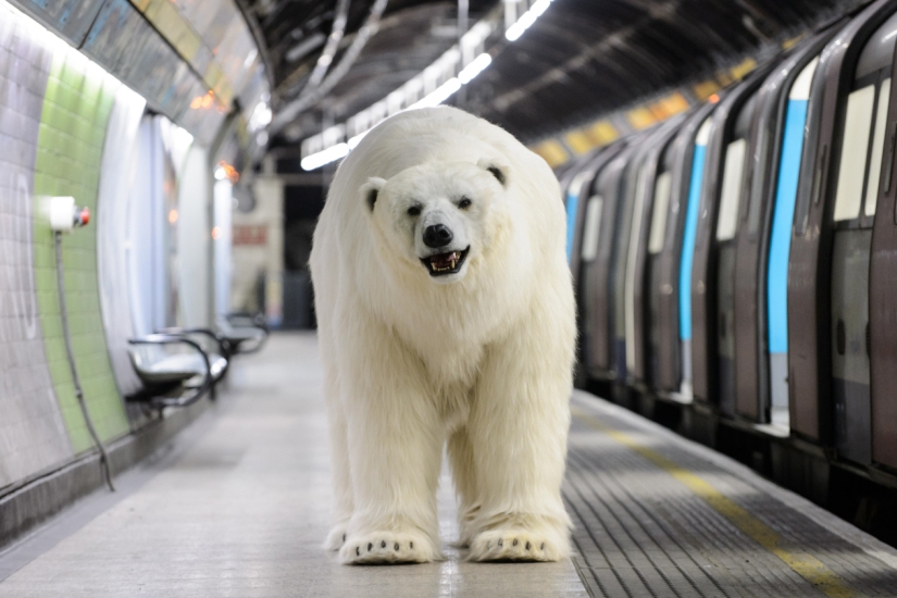 The bear was led through the streets