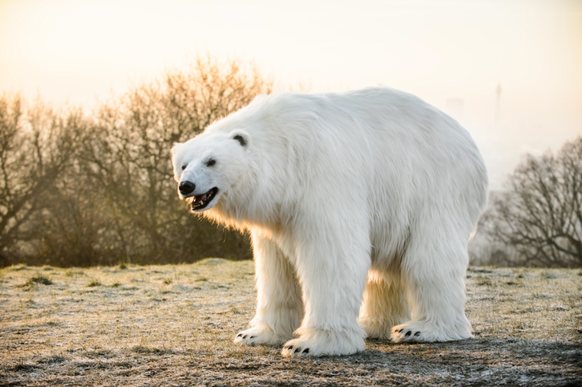 The bear was led through the streets