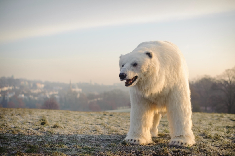 The bear was led through the streets