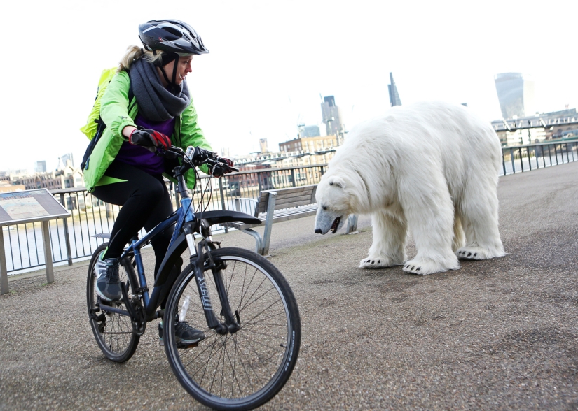 The bear was led through the streets