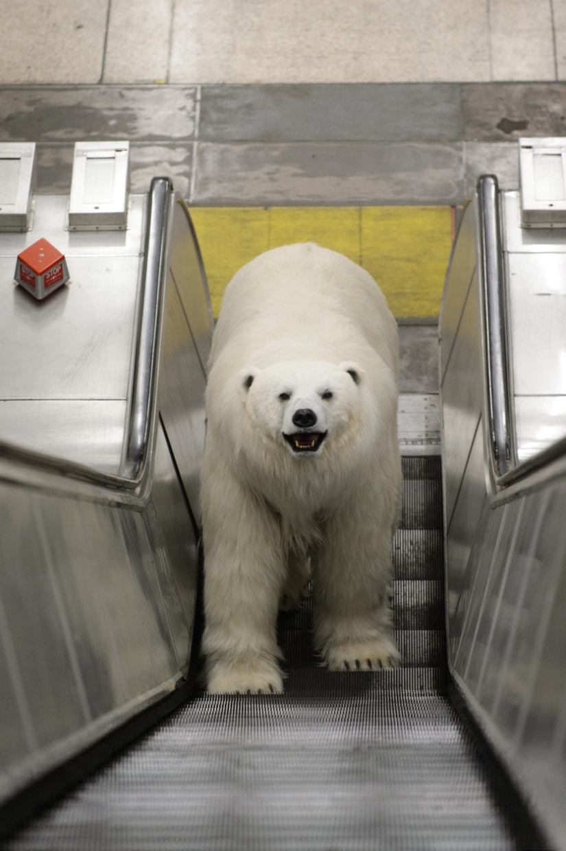 The bear was led through the streets