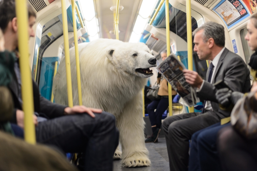 The bear was led through the streets