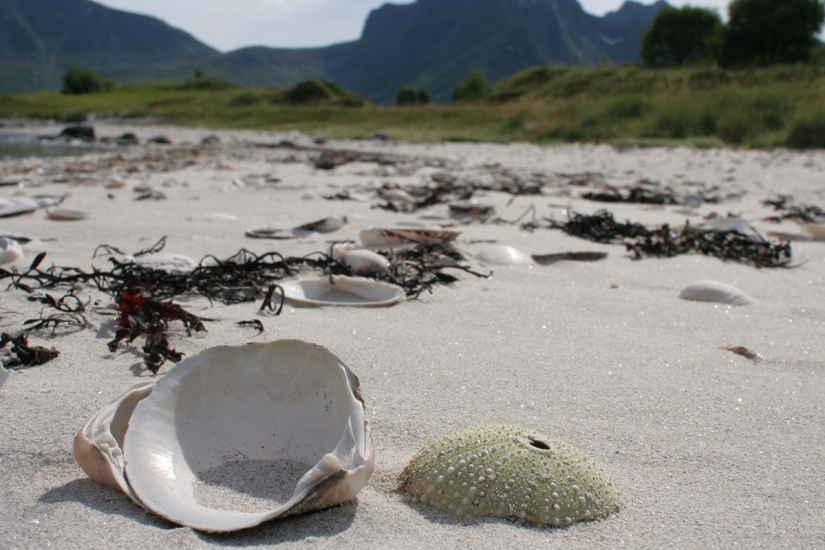 The beauty of Norway. Traveling in the Lofoten Islands The beauty of Norway. Traveling in the Lofoten Islands