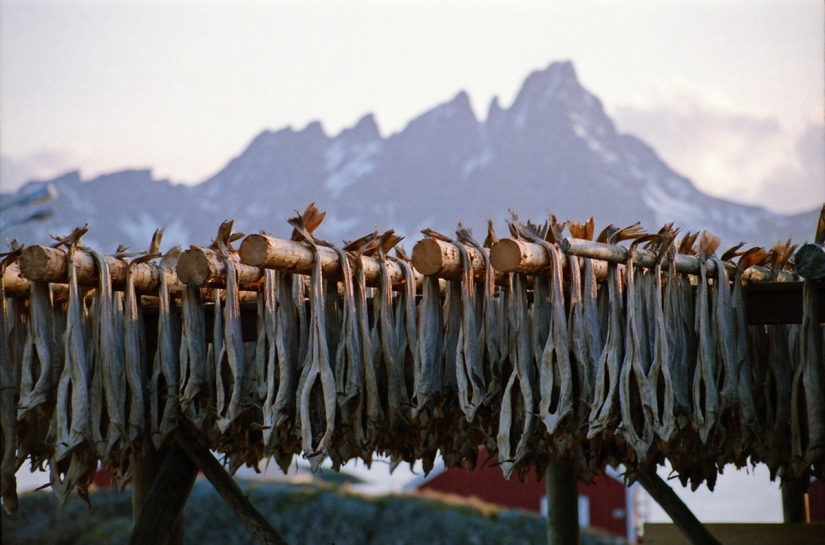 The beauty of Norway. Traveling in the Lofoten Islands The beauty of Norway. Traveling in the Lofoten Islands