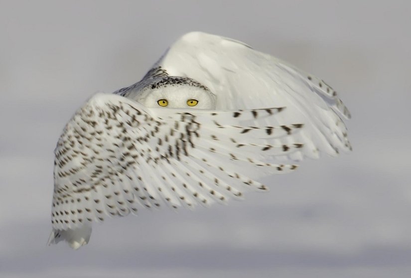 The best animal photos from around the world this week The best animal photos from around the world this week