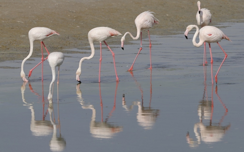 The best animal photos from around the world this week The best animal photos from around the world this week