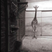 The best photos of the prestigious photo contest The best photos of the prestigious photo contest