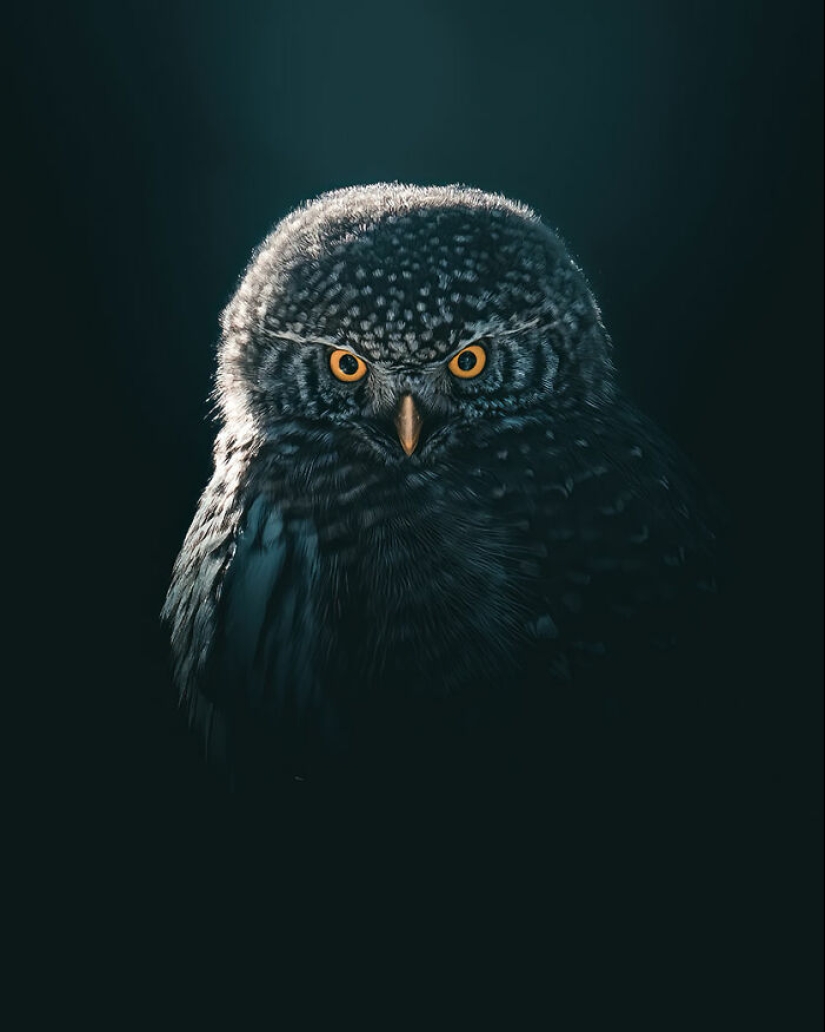 The Best Shots Of The Animal Kingdom, As Announced By The EISA Maestro Awards 2023 The Best Shots Of The Animal Kingdom, As Announced By The EISA Maestro Awards 2023