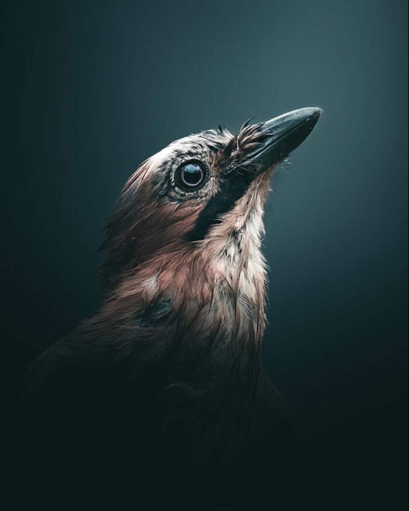 The Best Shots Of The Animal Kingdom, As Announced By The EISA Maestro Awards 2023 The Best Shots Of The Animal Kingdom, As Announced By The EISA Maestro Awards 2023
