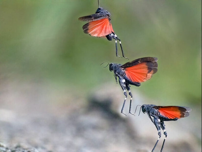 The Best Shots Of The Animal Kingdom, As Announced By The EISA Maestro Awards 2023 The Best Shots Of The Animal Kingdom, As Announced By The EISA Maestro Awards 2023