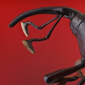 The Best Shots Of The Animal Kingdom, As Announced By The EISA Maestro Awards 2023 The Best Shots Of The Animal Kingdom, As Announced By The EISA Maestro Awards 2023
