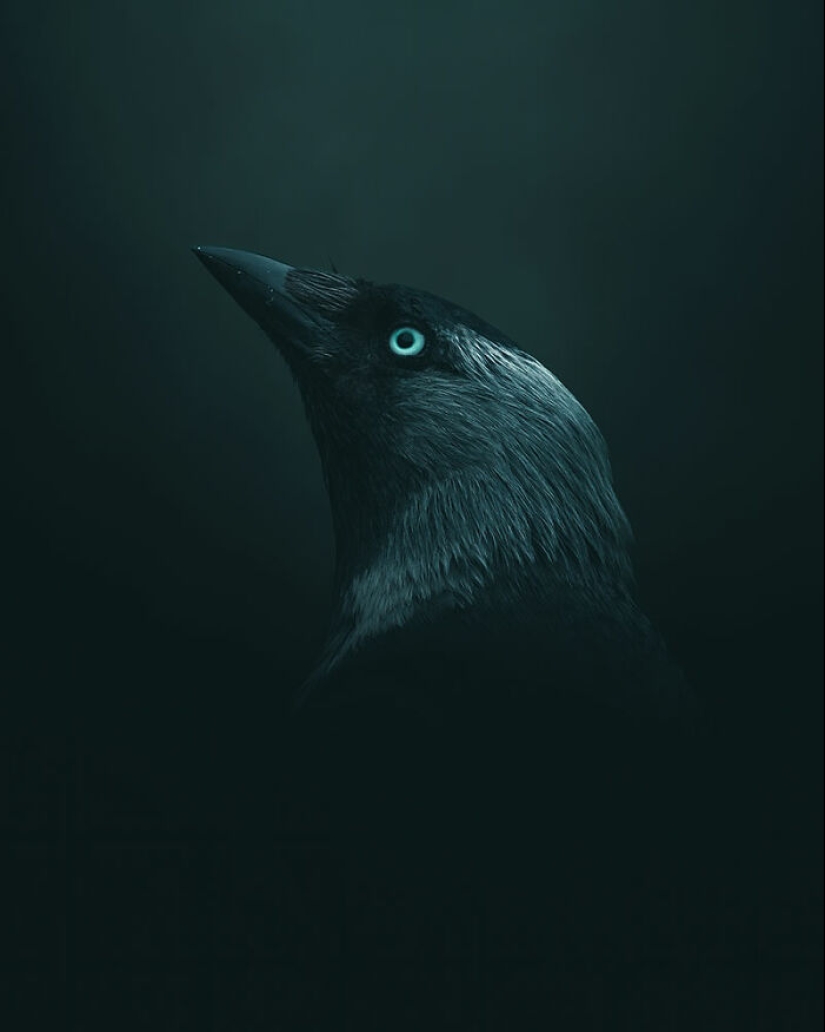The Best Shots Of The Animal Kingdom, As Announced By The EISA Maestro Awards 2023 The Best Shots Of The Animal Kingdom, As Announced By The EISA Maestro Awards 2023