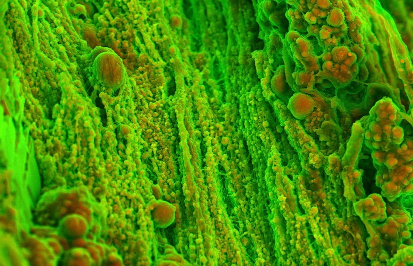 The bewitching beauty of the best scientific personnel of the year The bewitching beauty of the best scientific personnel of the year