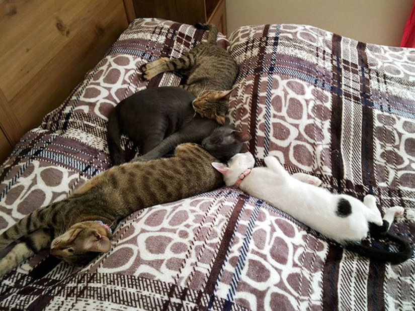The blind cat family has finally found a home