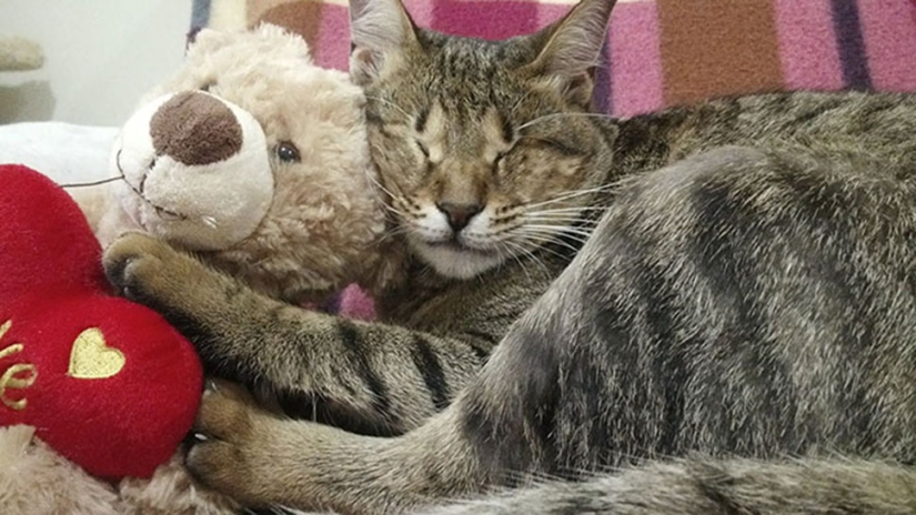 The blind cat family has finally found a home