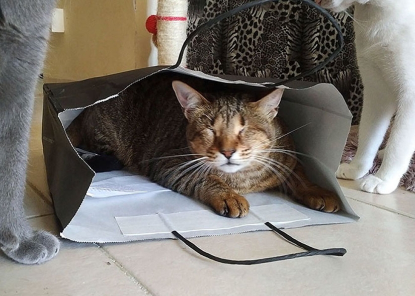 The blind cat family has finally found a home