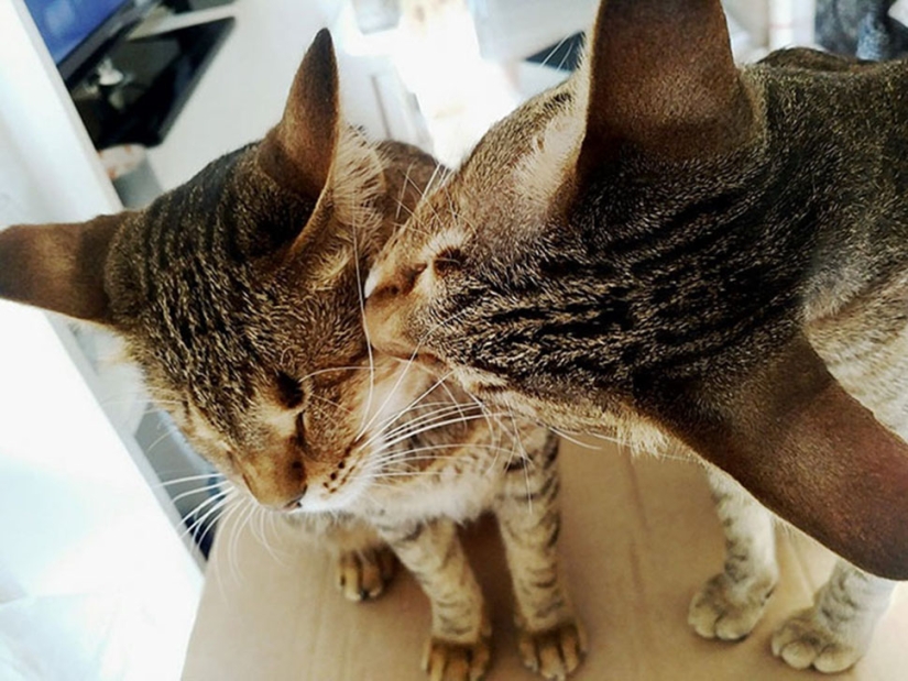 The blind cat family has finally found a home