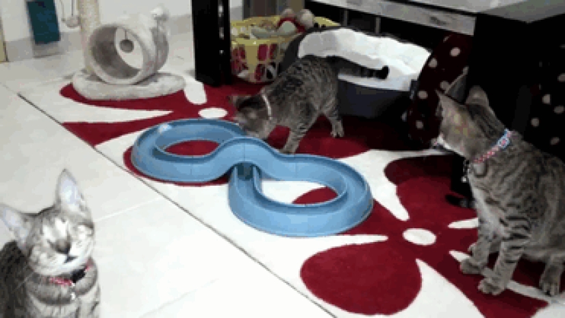 The blind cat family has finally found a home