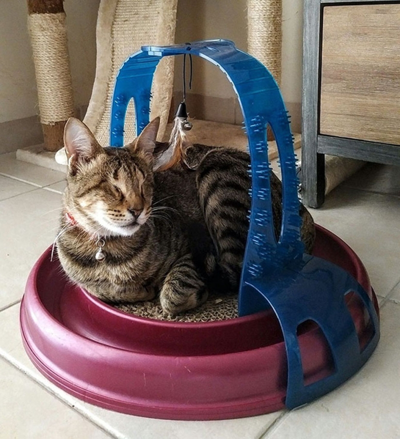 The blind cat family has finally found a home
