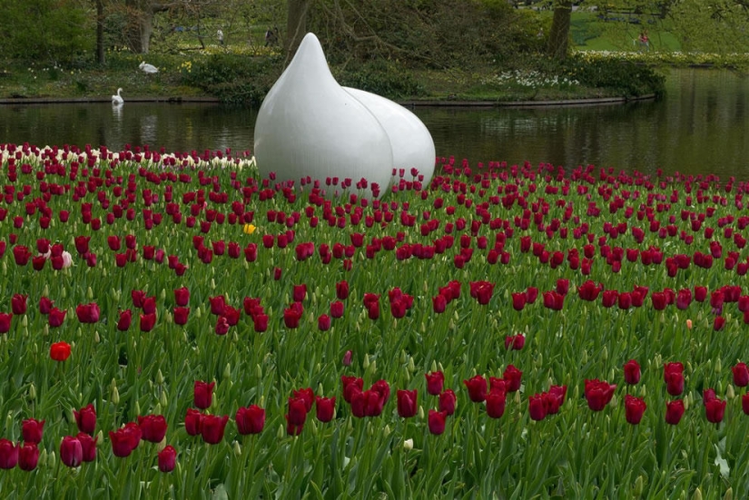 The brightest tulips from around the world