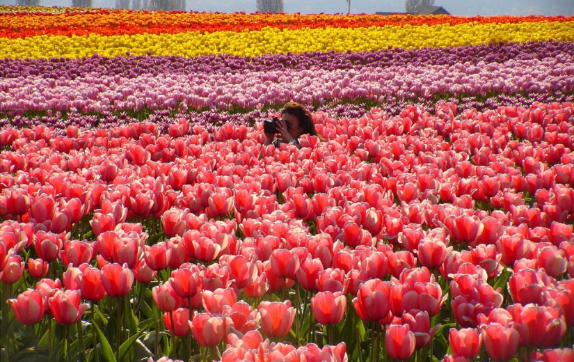 The brightest tulips from around the world