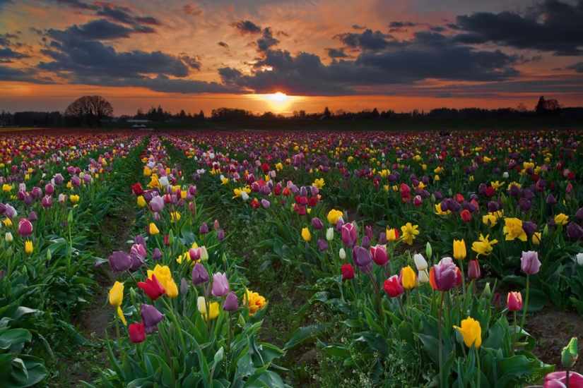 The brightest tulips from around the world