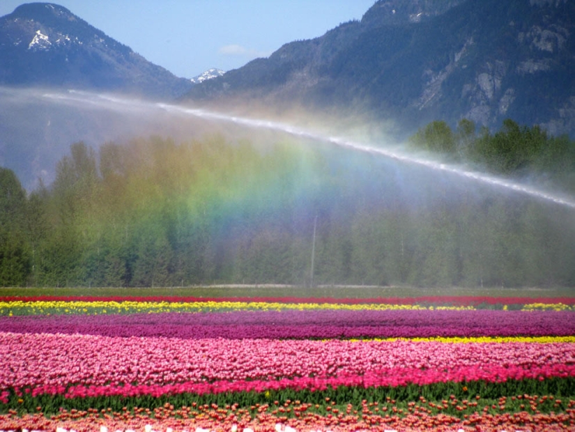 The brightest tulips from around the world