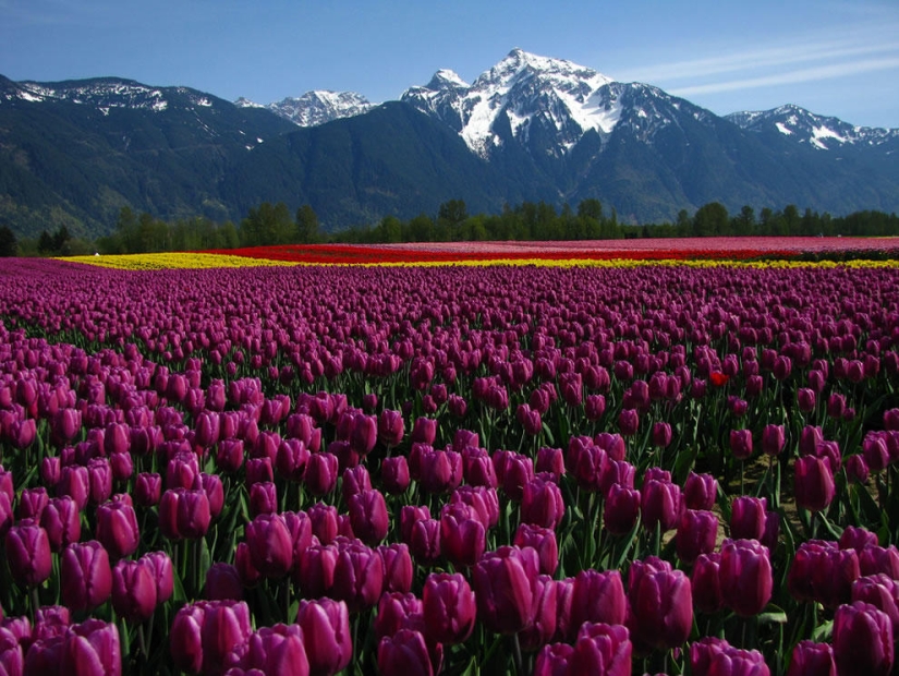 The brightest tulips from around the world
